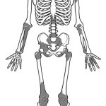 Skeleton Full Body