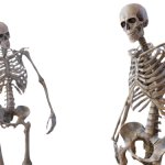 Two Skeletons