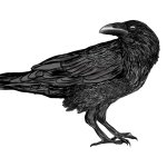 the raven