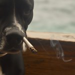 Perro fumando cigarrillo