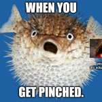 They're so spiky. Hehe, you get the joke in there? | WHEN YOU; you'll regret it.
(it's actually pretty spiky); GET PINCHED. | image tagged in puffer fish | made w/ Imgflip meme maker