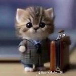 Business Kitten