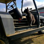 CAT Riding A TRACTOR