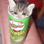 cat in pringles meme