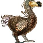dodo