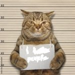 arrested cat blank