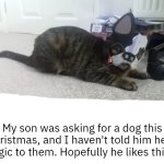 Cat in disguise | My son was asking for a dog this Christmas, and I haven't told him he is allergic to them. Hopefully he likes this cat | image tagged in cat in disguise | made w/ Imgflip meme maker