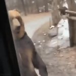 Bear walking by a bus GIF Template