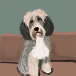Cute Aussie doodle sitting on couch