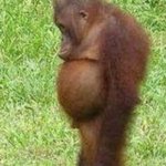 Not Me | I SWEAR I'M NOT THE ONE WHO STOLE THE COCONUT | image tagged in meme,orangutan,monke,coconut | made w/ Imgflip meme maker