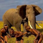 Elephant and tribe