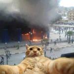 Selfie cat meme