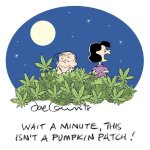 pumpkin patch