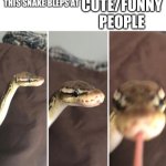 Boop snoot, danger noodle, nope rope I need more names | CUTE/FUNNY PEOPLE | image tagged in this snake bleps at | made w/ Imgflip meme maker