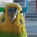 Budgie Stare