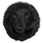 black hole doggo