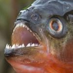Talking piranha