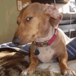 Funny dog