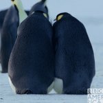 sleeping penguins