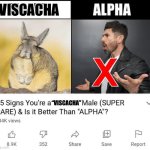 Are you a Viscacha Male? | VISCACHA; “VISCACHA” | image tagged in 15 signs your a,viscacha,cute animals,animal meme,funny animal meme | made w/ Imgflip meme maker