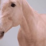 Horse GIF Template