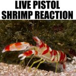 live pistol shrimp reaction