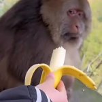 Unimpressed monkey GIF Template