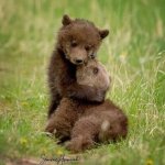 Bear hug