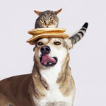 Dog with a cat on top with a pancake on the cat's head