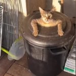 can i fucking help oyu meme