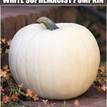 White Pumpkin 500x500 | WHITE SUPREMACIST PUMPKIN | image tagged in white pumpkin 500x500 | made w/ Imgflip meme maker