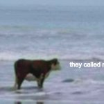 Cow gazing at ocean | they called me a coward | image tagged in cow gazing at ocean,memes,funny | made w/ Imgflip meme maker