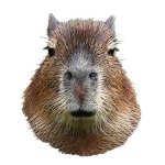 Capybara