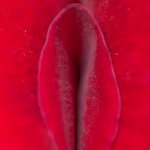 Petalo de rosa