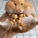 hamster silly. GIF Template