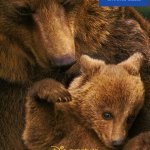 disneycember: disney nature's bears