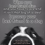 Why Do People Think The Love You Feel For Your Dog Isn't Supposed To Hurt When It's The Same Love You Feel For Everyone Else | When your best friend dies; and you have to pretend it isn't that big of a deal; because your best friend is a dog; but your heart is broken and you don't know how you're suppose to go on anyway | image tagged in border collie,love,man's best friend,best friends,heart broken,dogs | made w/ Imgflip meme maker