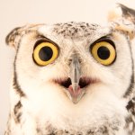 owl