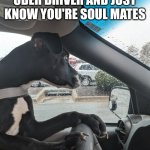 Where 2? | WHEN YOU MEET YOUR UBER DRIVER AND JUST KNOW YOU'RE SOUL MATES | image tagged in funny,dogs,puppy,cute,uber,soulmates | made w/ Imgflip meme maker
