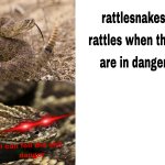 Rattlesnake rattles when they are in danger