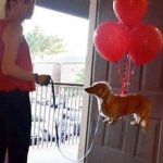 Dog floating with ballons meme