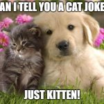 Daily Bad Dad Joke November 7, 2023 | CAN I TELL YOU A CAT JOKE? JUST KITTEN! | image tagged in puppies and kittens | made w/ Imgflip meme maker