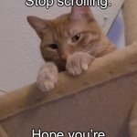 Creepy Cat | Hey, you. Stop scrolling. Hope you’re having a great day :) | image tagged in creepy cat | made w/ Imgflip meme maker