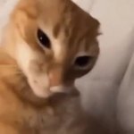 cat GIF Template