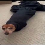 Doggo