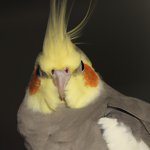 Cockatiel staring at camera madly