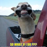Rubbernecking Pooch | DO I HAVE ANY NASTY BUGS IN MY TEETH ? SO WHAT IF I DO ???
THAT’S PARTLY THE REASON I LOVE
RUBBERNECKING ON A LONG RIDE ! | image tagged in that feeling when | made w/ Imgflip meme maker