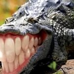 alligator with human teeth