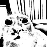Cat from Hell