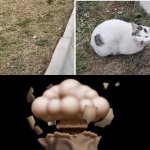Cat soccer optical illusion